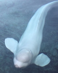 Beluga Whale Song