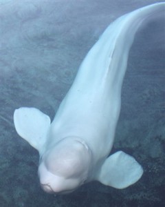 Beluga whale swims up to little girl