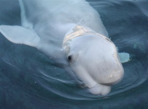 Beluga whale up close