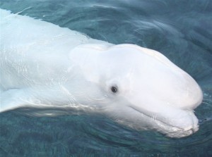 Beluga up close