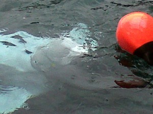 Beluga with red ball