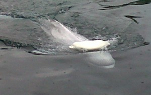 Beluga with floatie toys