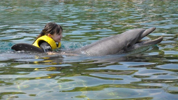 Swimming with the dolphin