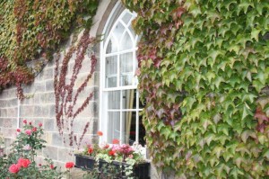 England, English medieval window, ivy covered window