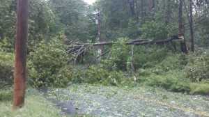 Hurricane Irene images  tree blocks road  tree on power lines  power lines