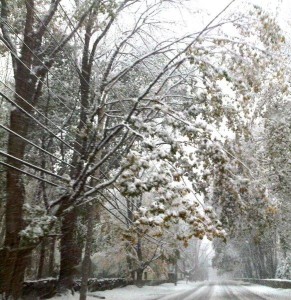 Noreaster  snow storm  power lines  Halloween snow storm  power outages (4)