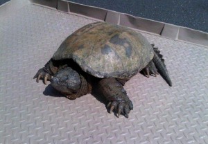 Snapping Turtle huge turtle saving turtle