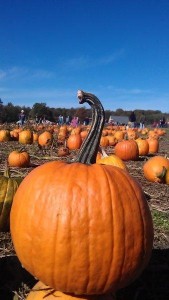 Gorgeous BIG pumpkin with curly stem, Pumpkin Henge, Pumpkin picking, pumpkin patch, Halloween, October, holidays, family time, family together, friends, fun, family fun (10)