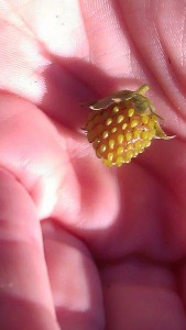 Strawberry, fresh strawberry patch, crop of strawberries, baby strawberry, unripe strawberry, Pumpkin Henge, Pumpkin picking, pumpkin patch, Halloween, October, holidays, family time, family together, friends, fun, family fun (13)