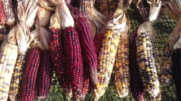 Indian corn, red corn, maze, Pumpkin Henge, Pumpkin picking, pumpkin patch, Halloween, October, holidays, family time, family together, friends, fun, family fun (15)