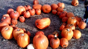 Pumpkin Henge, Pumpkin picking, pumpkin patch, Halloween, October, holidays, family time, family together, friends, fun, family fun (20)