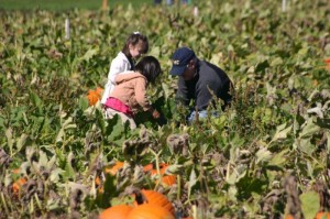 Pumpkin Henge, Pumpkin picking, pumpkin patch, Halloween, October, holidays, family time, family together, friends, fun, family fun (3)