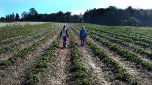 Pumpkin patch, fun in Autumn, crisp air, sunny skies, white pumpkins, rainbow, strawberry fields, strawberries (3)